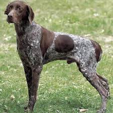 犬を家族に迎える前に